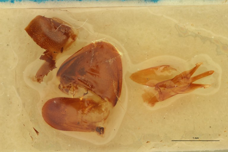 Melanoxanthus vittatus M Lt Aedeagus.jpg Melanoxanthus vittatus M Lt Aedeagus.jpg