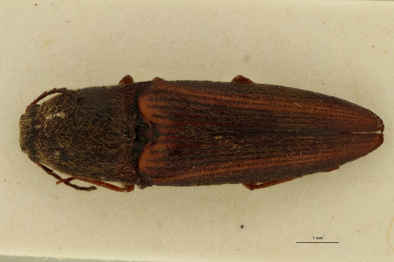 Melanoxanthus vittatus M Lt D.jpg Melanoxanthus vittatus M Lt D.jpg