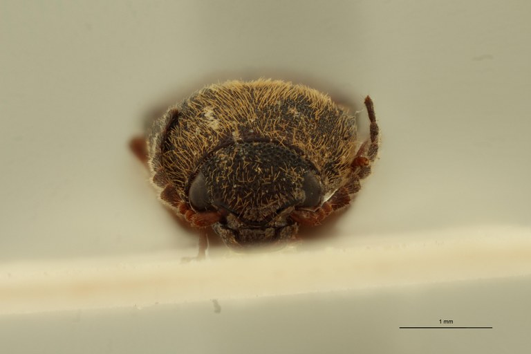 Melanoxanthus vittatus M Lt F.jpg Melanoxanthus vittatus M Lt F.jpg