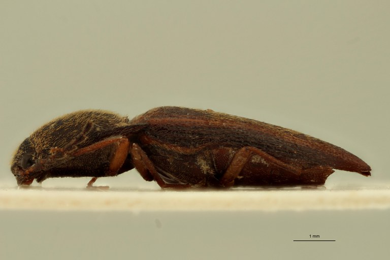 Melanoxanthus vittatus M Lt L.jpg Melanoxanthus vittatus M Lt L.jpg
