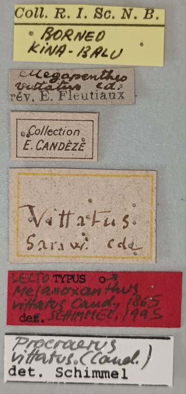 Melanoxanthus vittatus M Lt Labels.jpg Melanoxanthus vittatus M Lt Labels.jpg