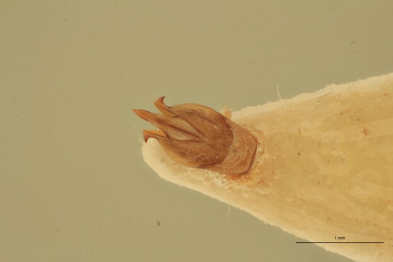 Neodiploconus nigripennis M Lt Aedeagus.jpg