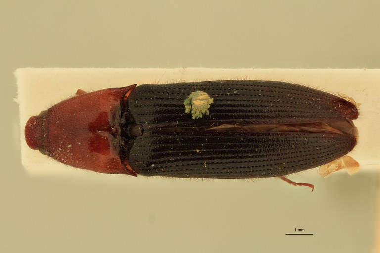 Neodiploconus nigripennis M Lt D.jpg