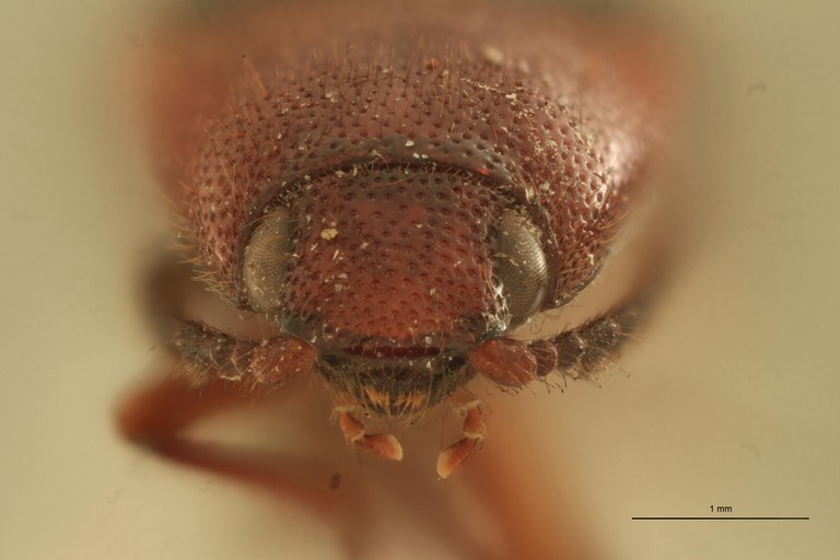 Neodiploconus nigripennis M Lt F.jpg