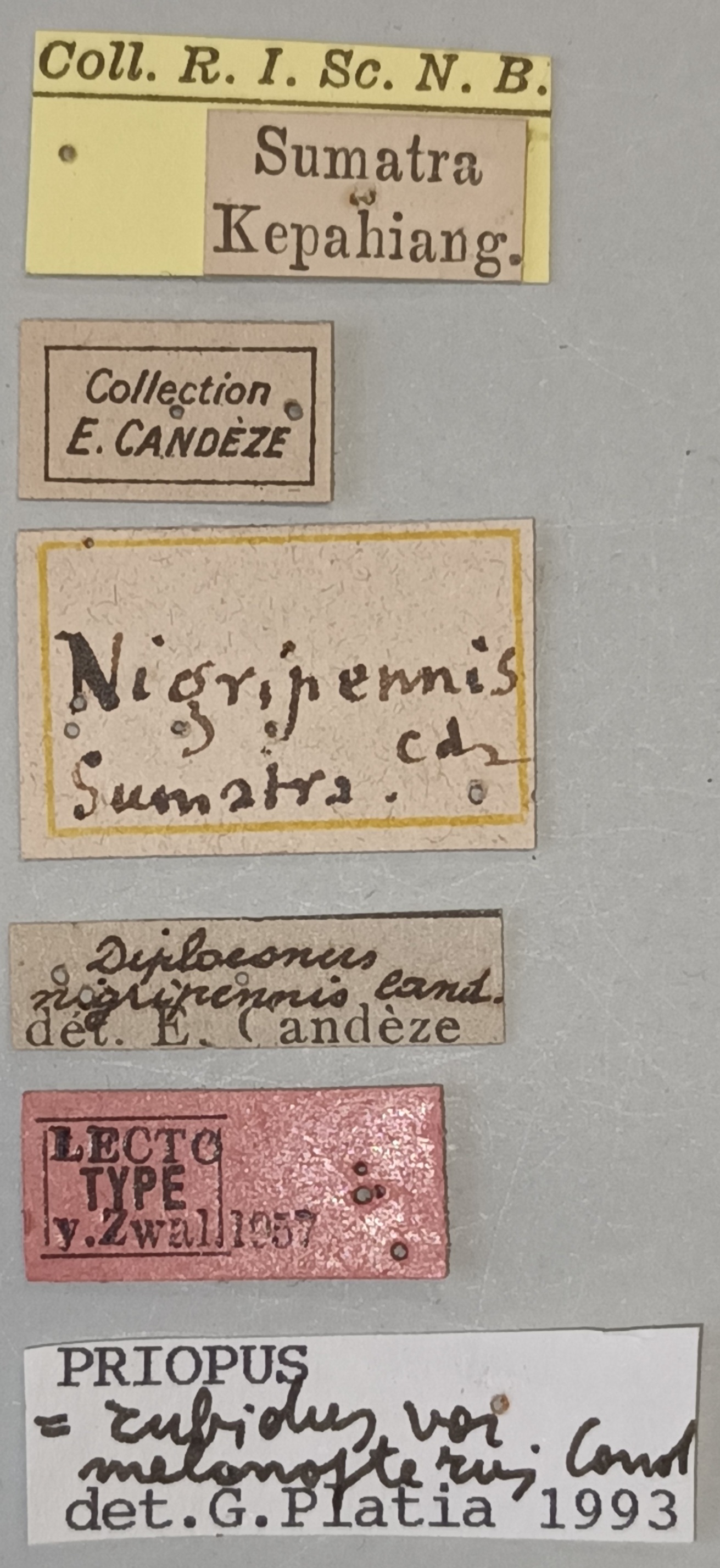 Neodiploconus nigripennis M Lt Labels.jpg