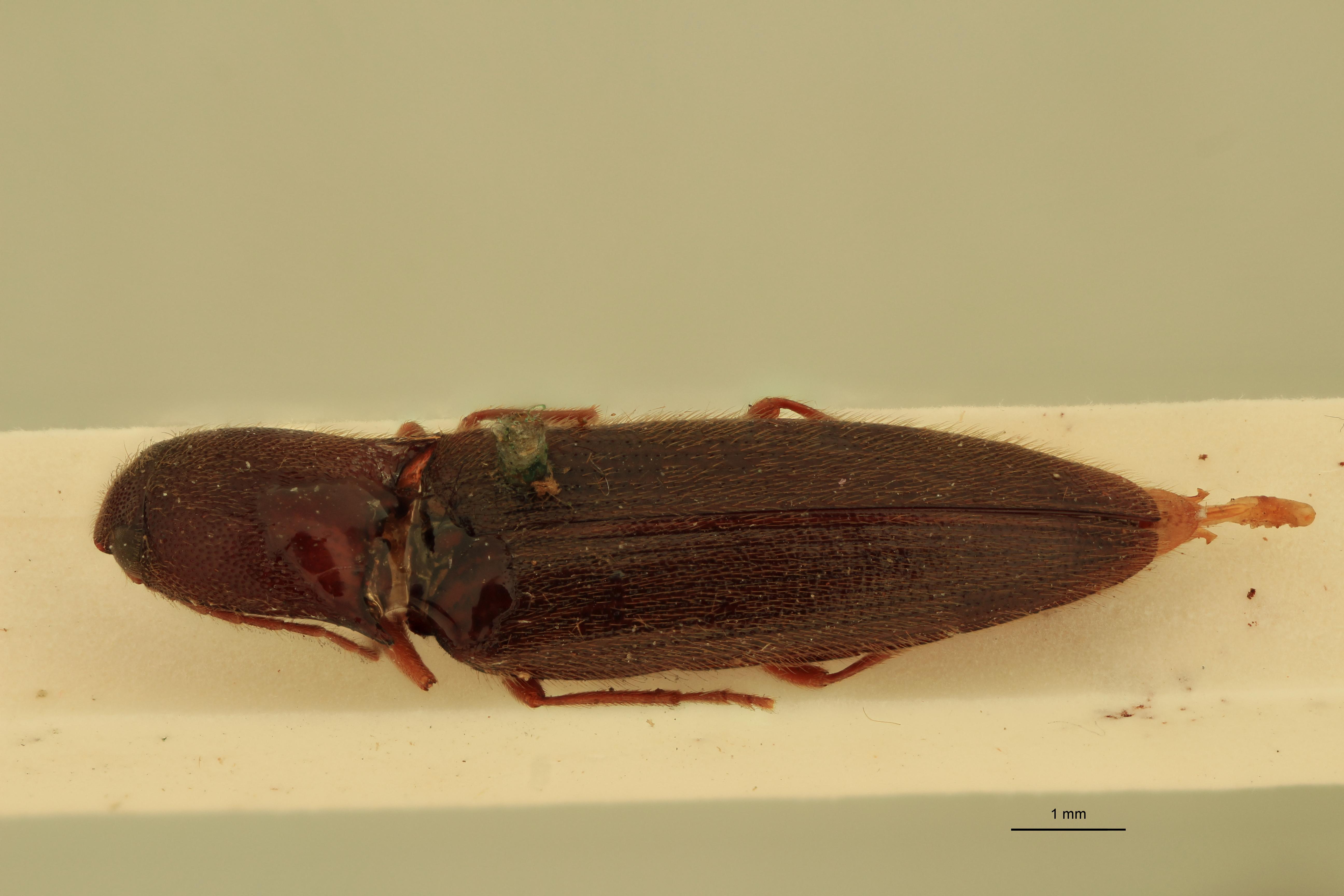Neodiploconus politus Lt D.jpg