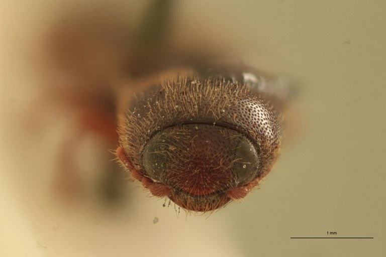 Neodiploconus politus Lt F.jpg