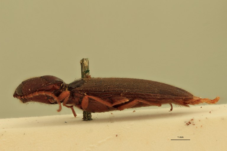 Neodiploconus politus Lt L.jpg