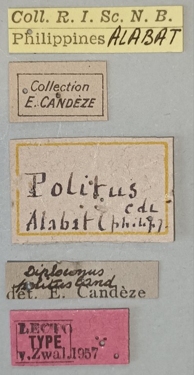 Neodiploconus politus Lt Labels.jpg