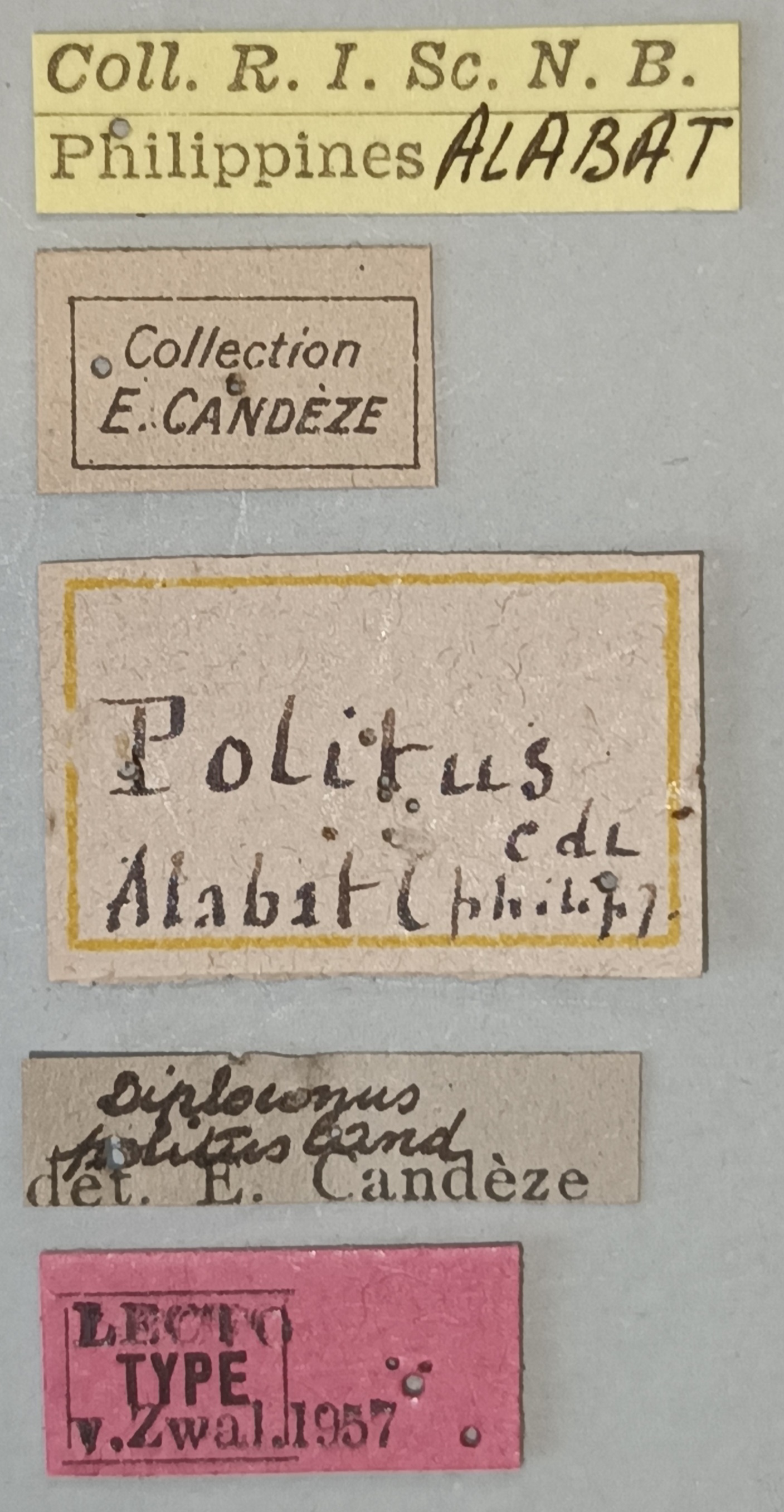 Neodiploconus politus Lt Labels.jpg