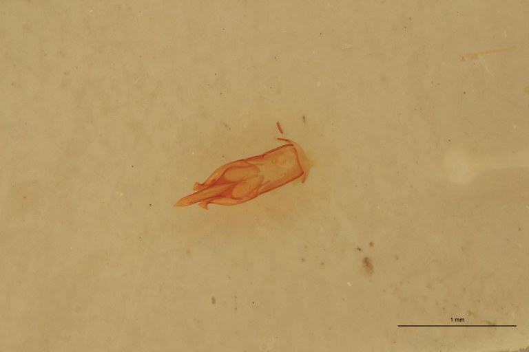 Neofleutiauxia pilosus M Lt Aedeagus.jpg
