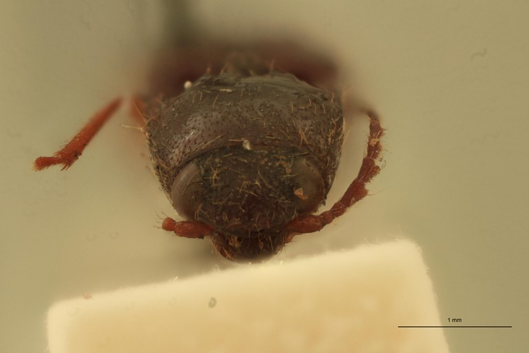 Neofleutiauxia pilosus M Lt F.jpg