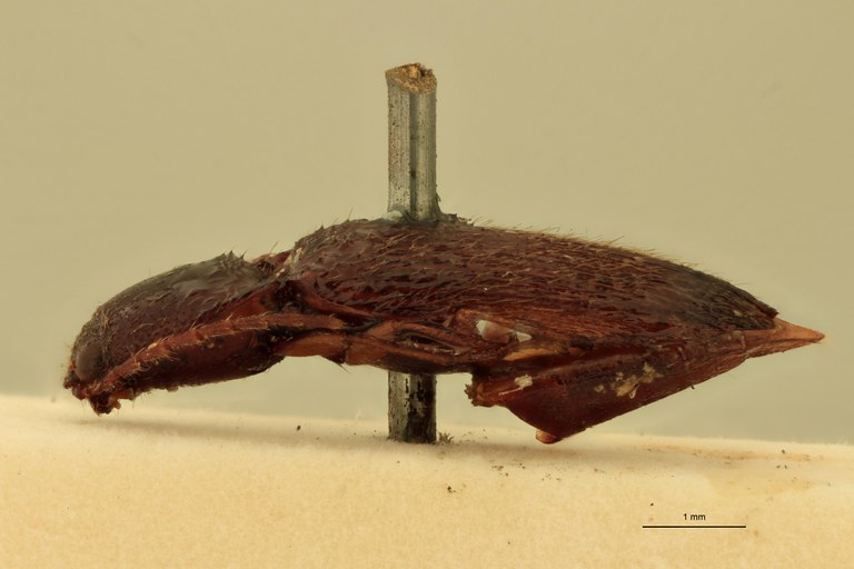 Neofleutiauxia pilosus M Lt L.jpg