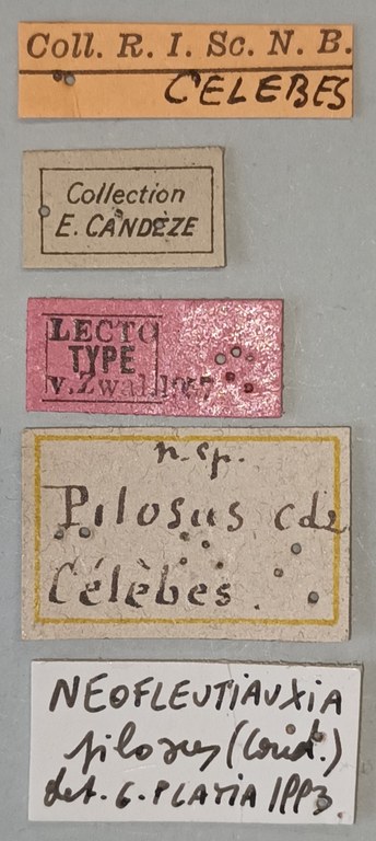 Neofleutiauxia pilosus M Lt Labels.jpg