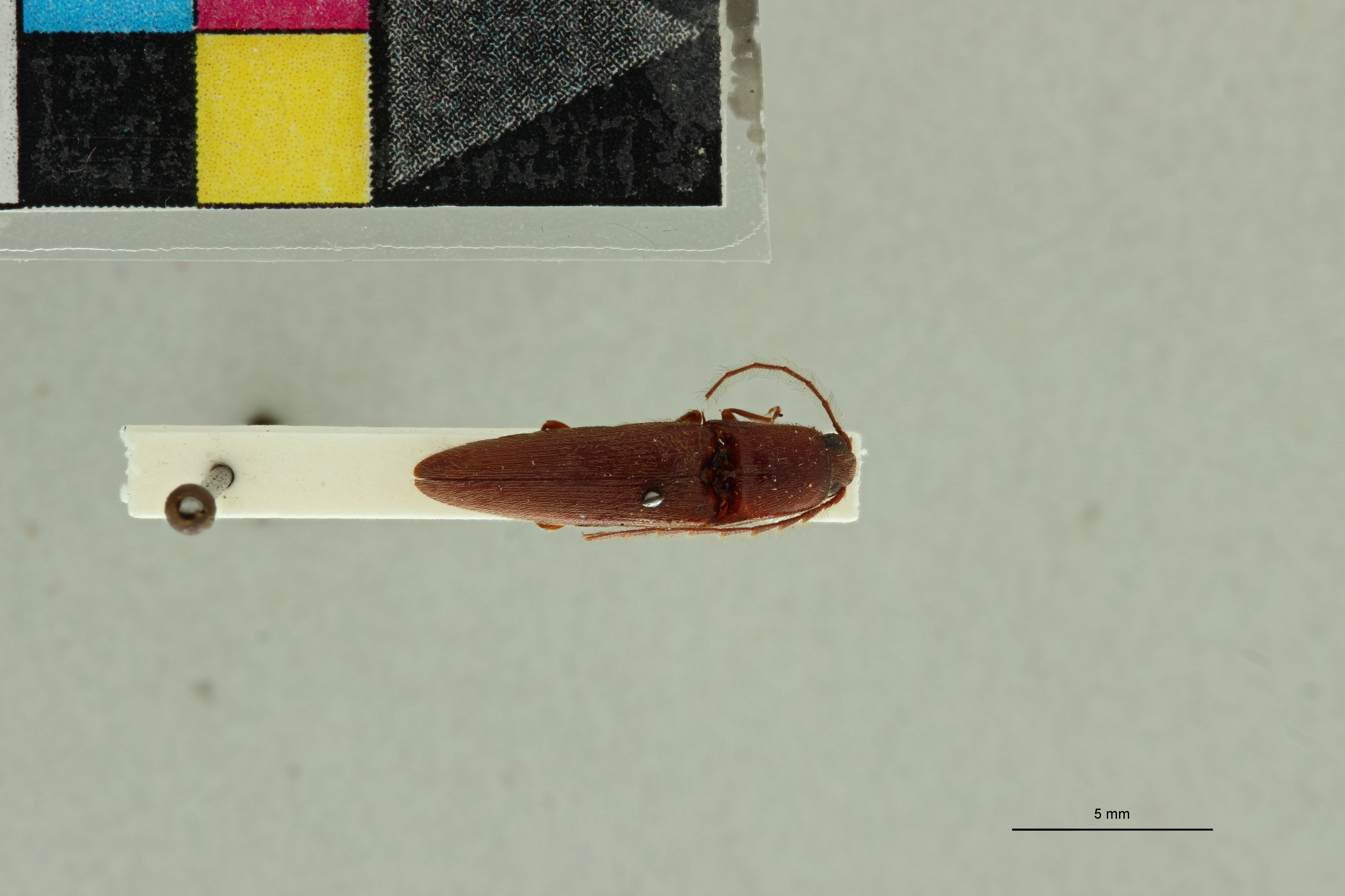 Neotrichophorus hirticornis M Lt D.jpg