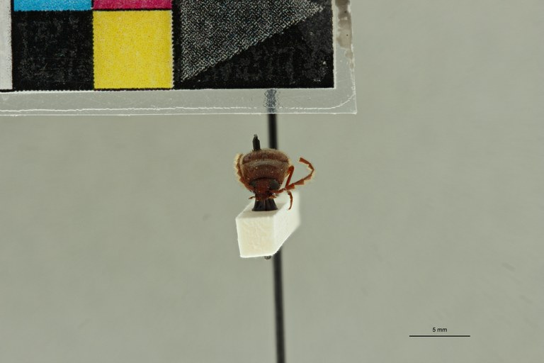 Neotrichophorus hirticornis M Lt F.jpg Neotrichophorus hirticornis M Lt F.jpg
