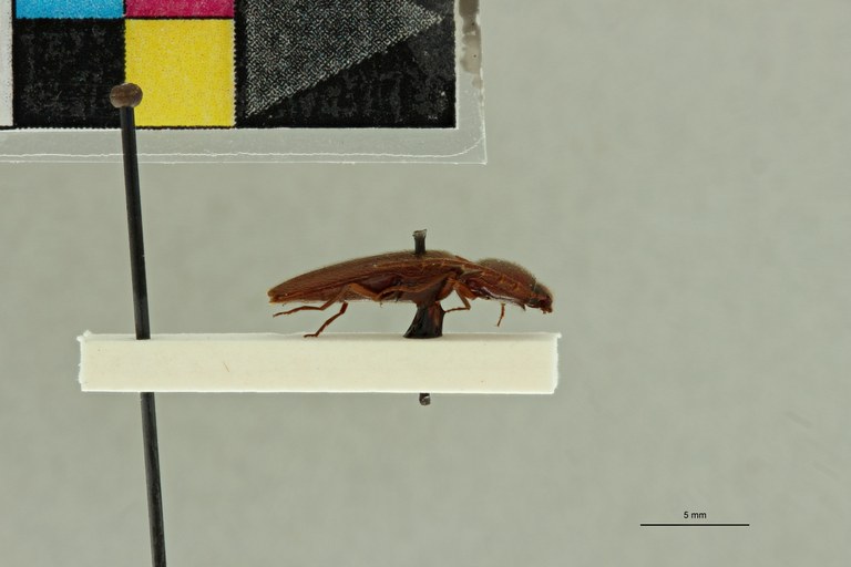 Neotrichophorus hirticornis M Lt L.jpg Neotrichophorus hirticornis M Lt L.jpg