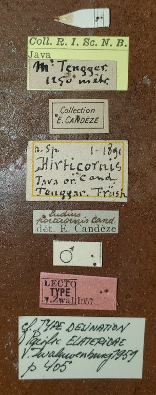 Neotrichophorus hirticornis M Lt Labels.jpg Neotrichophorus hirticornis M Lt Labels.jpg