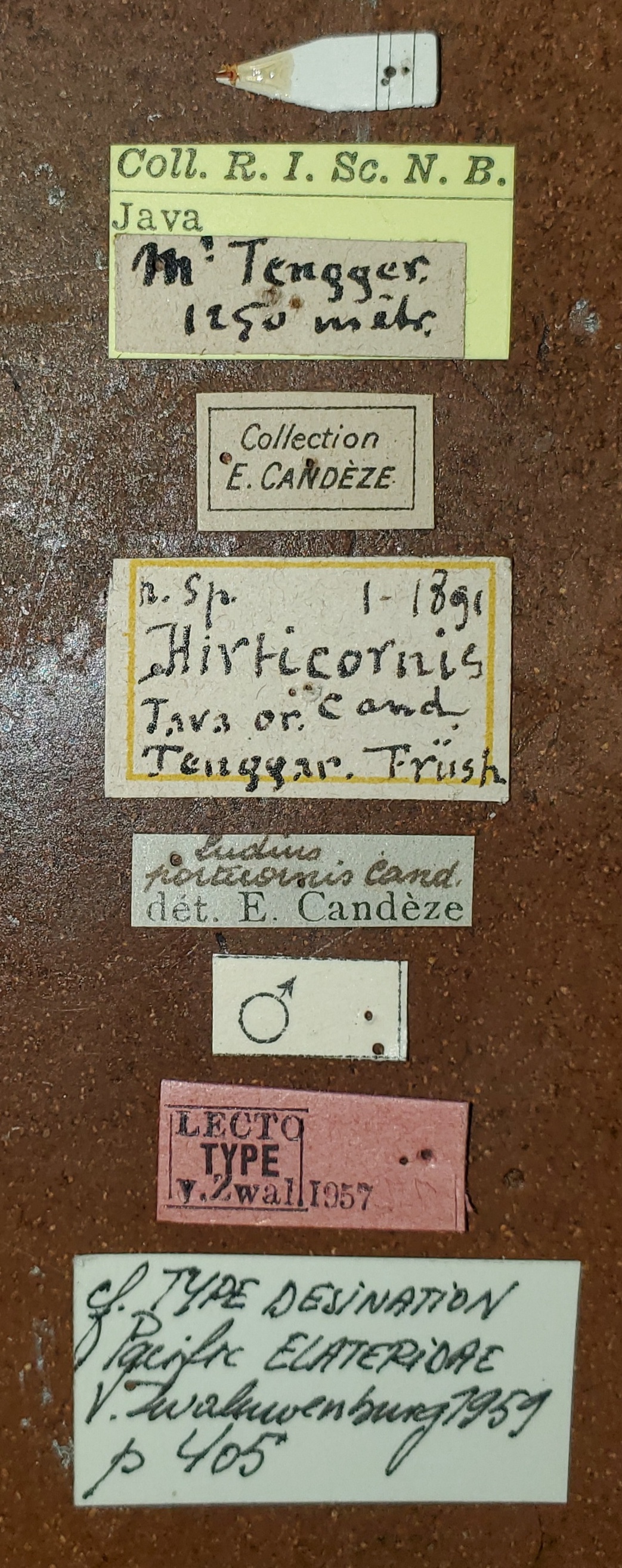 Neotrichophorus hirticornis M Lt Labels.jpg