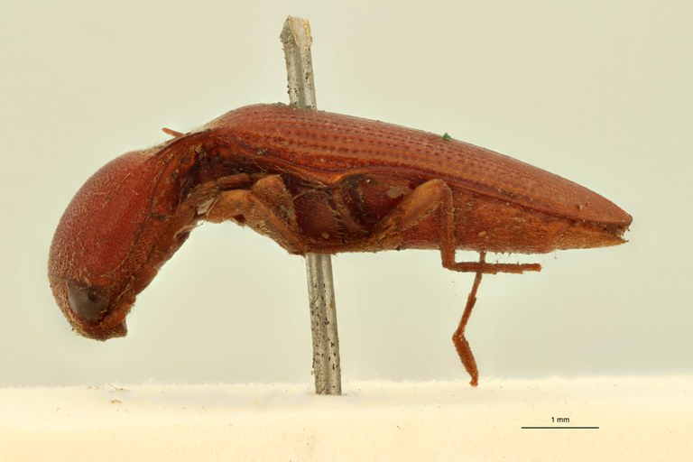 Neotrichophorus schaumi T L.jpg