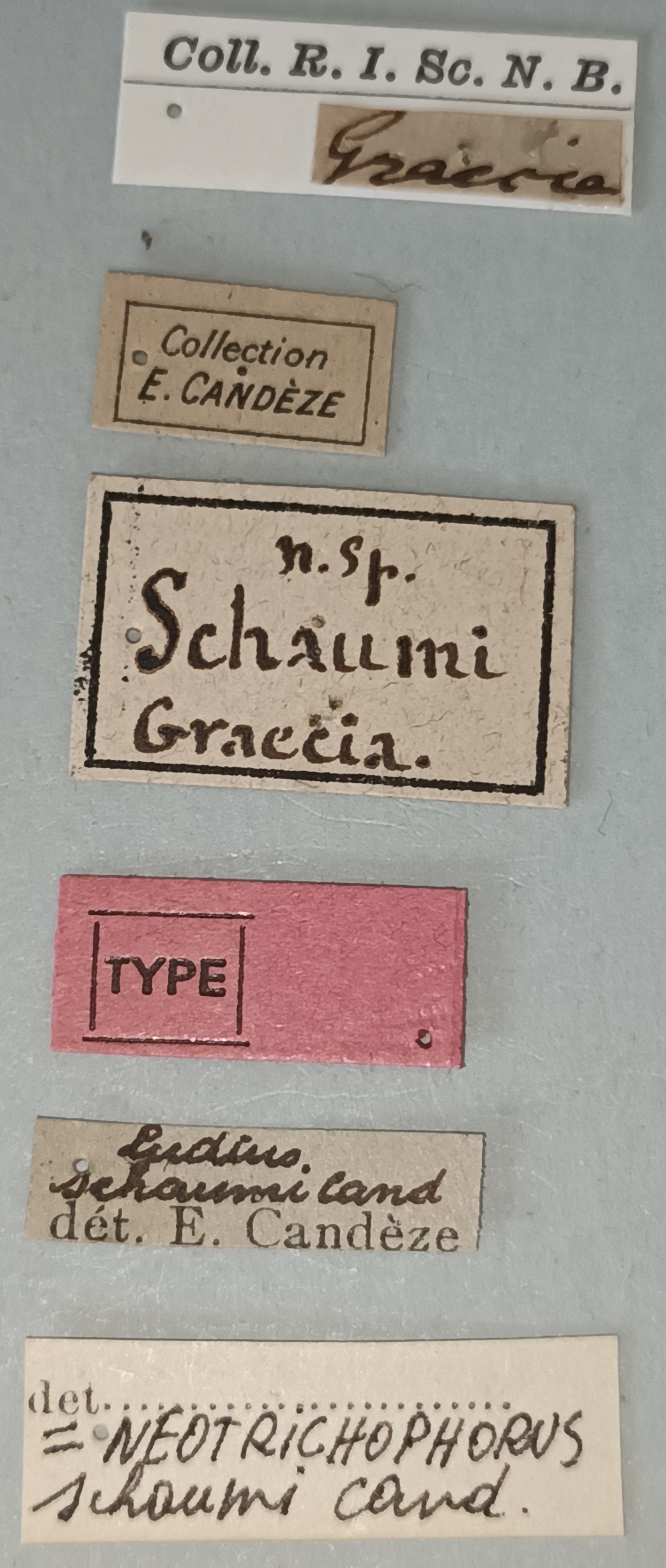 Neotrichophorus schaumi T Labels.jpg