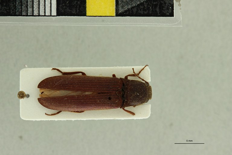 Odontonychus granulatus M Plt D.jpg Odontonychus granulatus M Plt D.jpg
