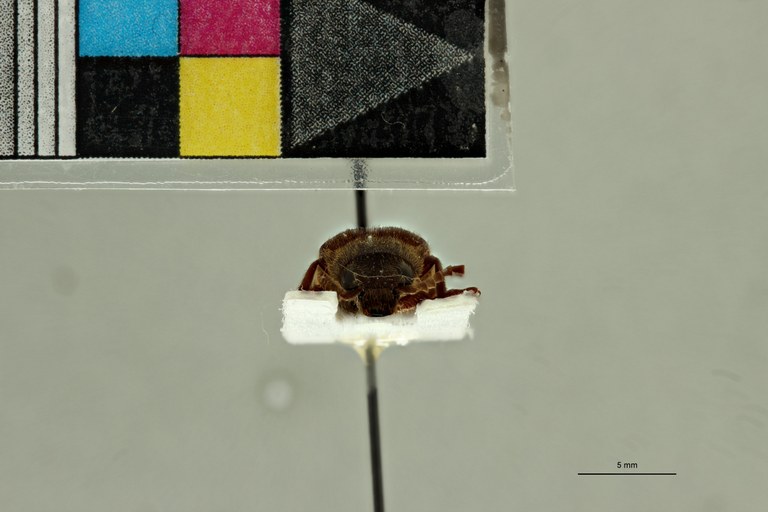 Odontonychus granulatus M Plt F.jpg Odontonychus granulatus M Plt F.jpg