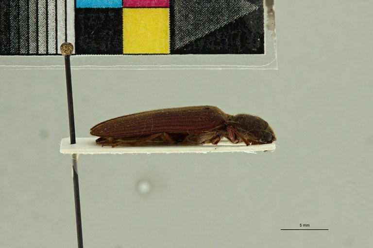 Odontonychus granulatus M Plt L.jpg Odontonychus granulatus M Plt L.jpg
