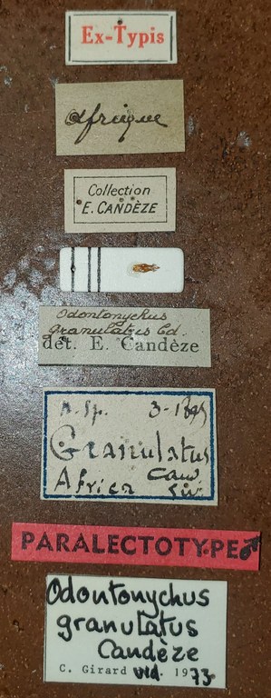 Odontonychus granulatus M Plt Labels.jpg Odontonychus granulatus M Plt Labels.jpg