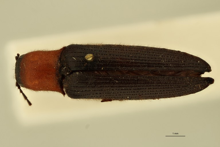 Ovipalpus chilensis St D.jpg