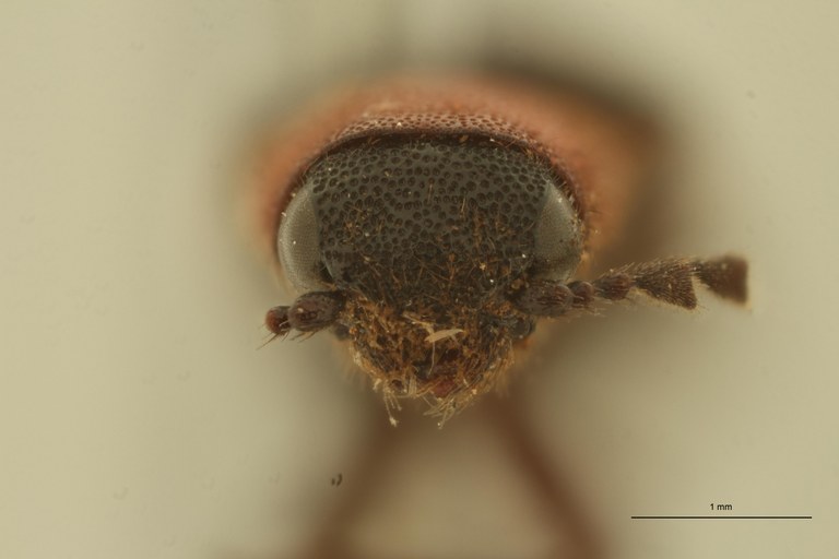 Ovipalpus chilensis St F.jpg