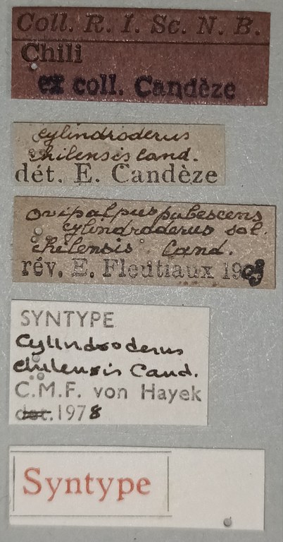 Ovipalpus chilensis St Labels.jpg