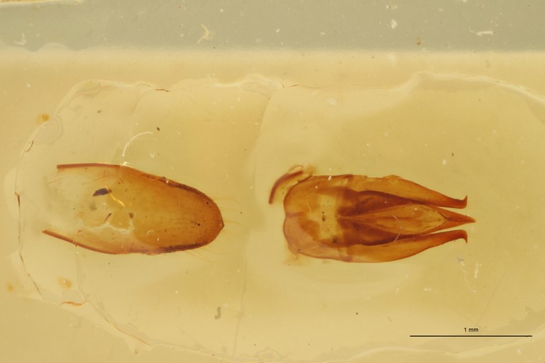 Paraprocraerus proximus M Ht Aedeagus.jpg Paraprocraerus proximus M Ht Aedeagus.jpg