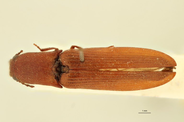 Paraprocraerus proximus M Ht D.jpg Paraprocraerus proximus M Ht D.jpg