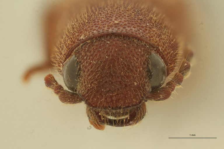Paraprocraerus proximus M Ht F.jpg Paraprocraerus proximus M Ht F.jpg