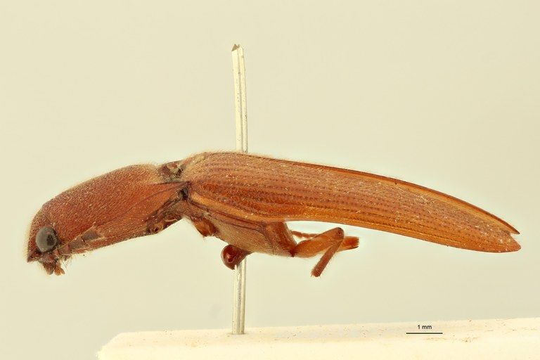 Paraprocraerus proximus M Ht L.jpg Paraprocraerus proximus M Ht L.jpg