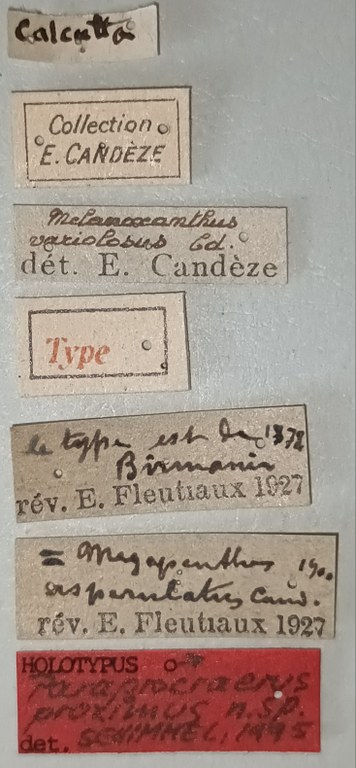 Paraprocraerus proximus M Ht Labels.jpg Paraprocraerus proximus M Ht Labels.jpg