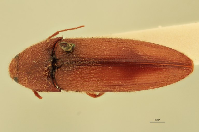 Physorhinus insularis Lt D.jpg