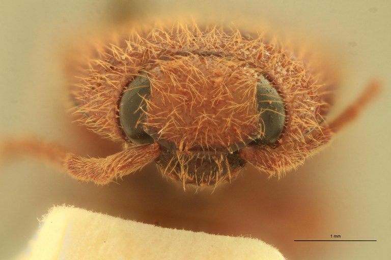 Physorhinus insularis Lt F.jpg