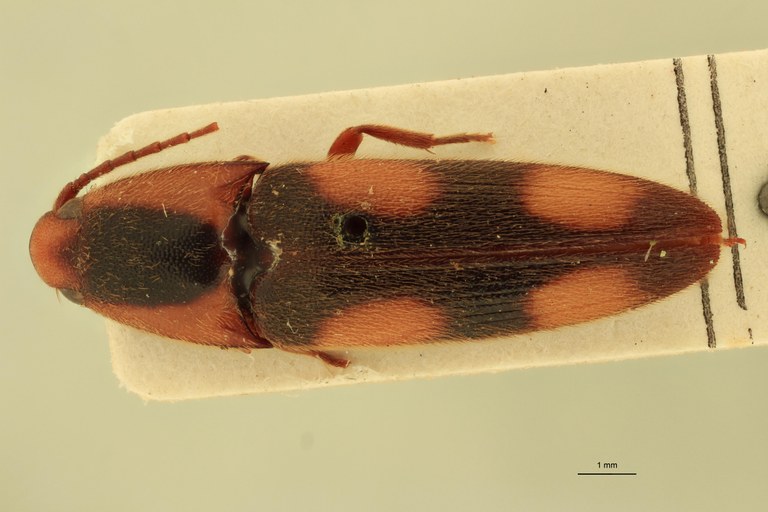 Physorhinus marginatus Lt D.jpg