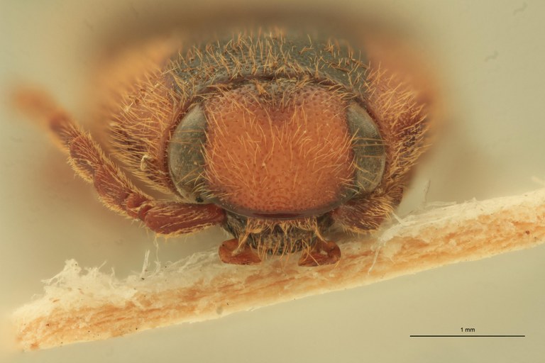 Physorhinus marginatus Lt F.jpg