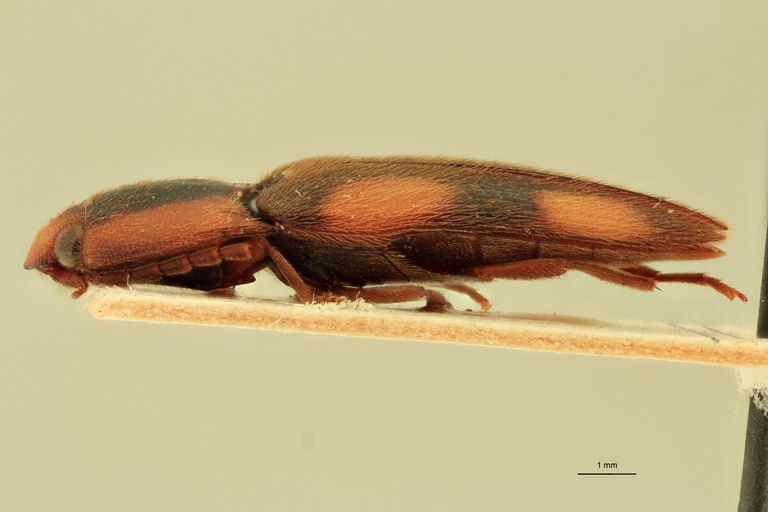 Physorhinus marginatus Lt L.jpg