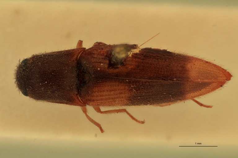 Pomachilius dubius T D.jpg