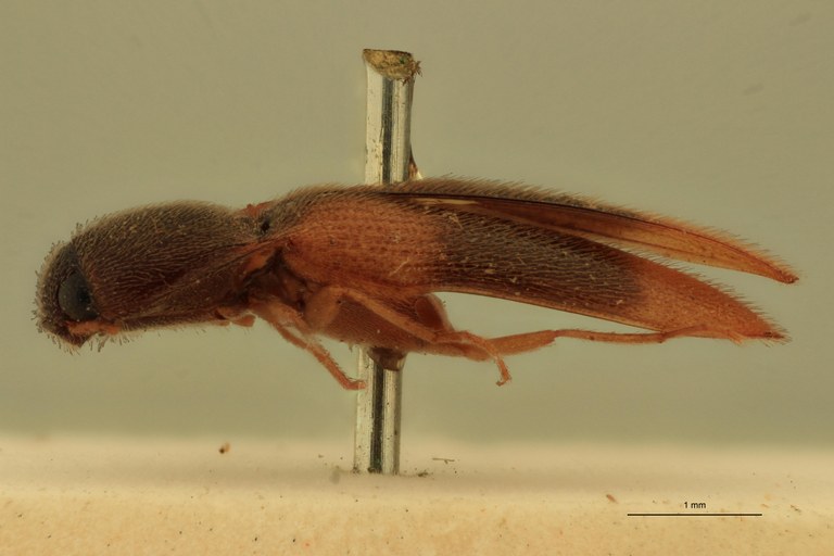 Pomachilius dubius T L.jpg