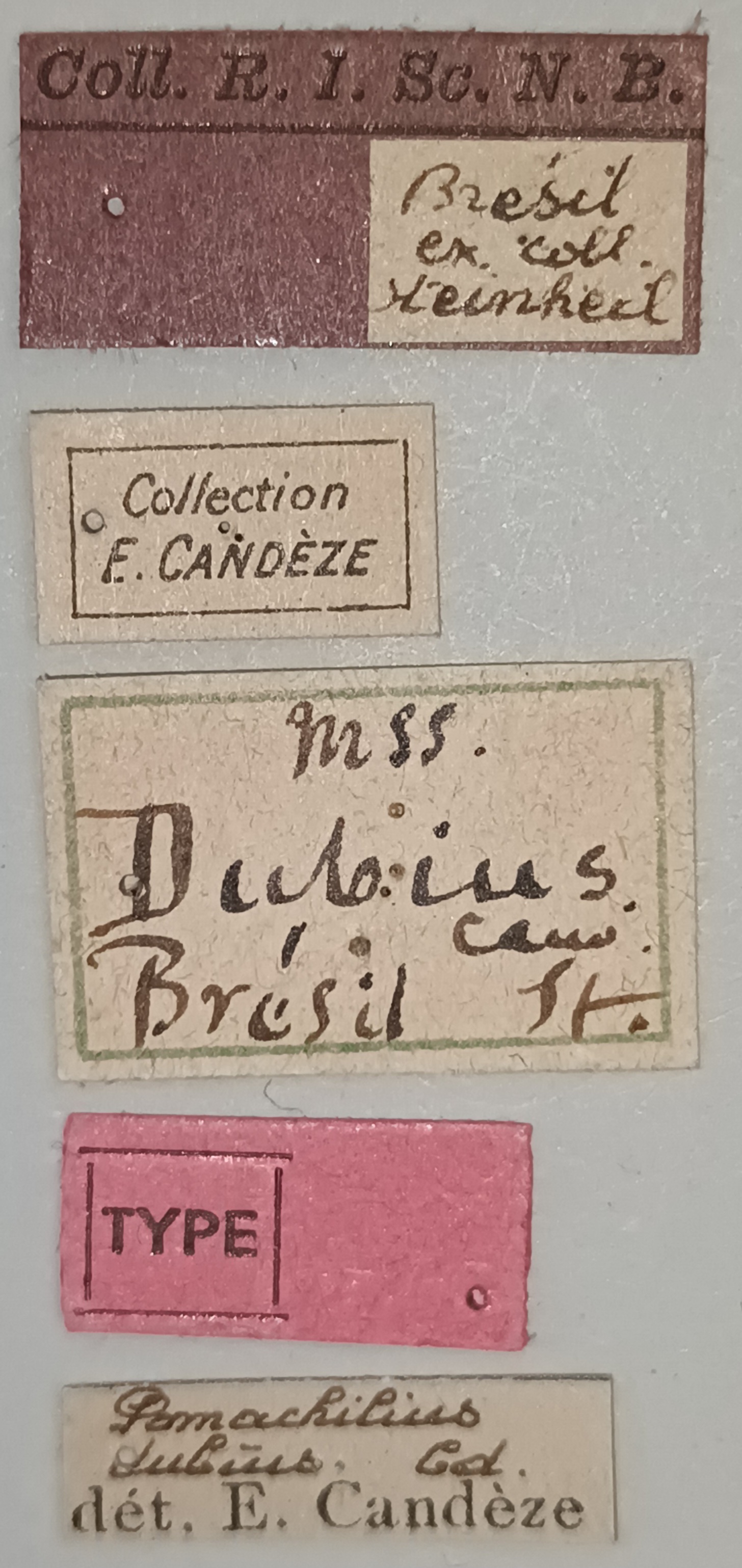 Pomachilius dubius T Labels.jpg