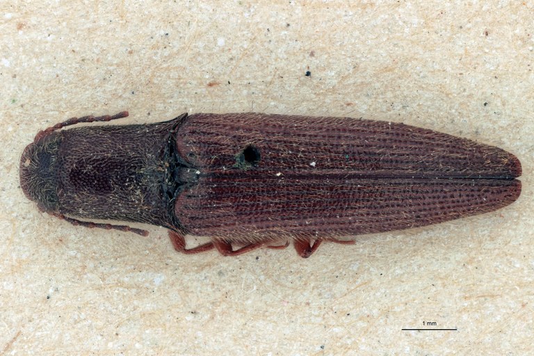 Priopus angusticollis M Lt D.jpg Priopus angusticollis M Lt D.jpg