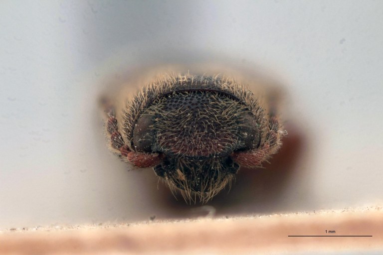 Priopus angusticollis M Lt F.jpg Priopus angusticollis M Lt F.jpg