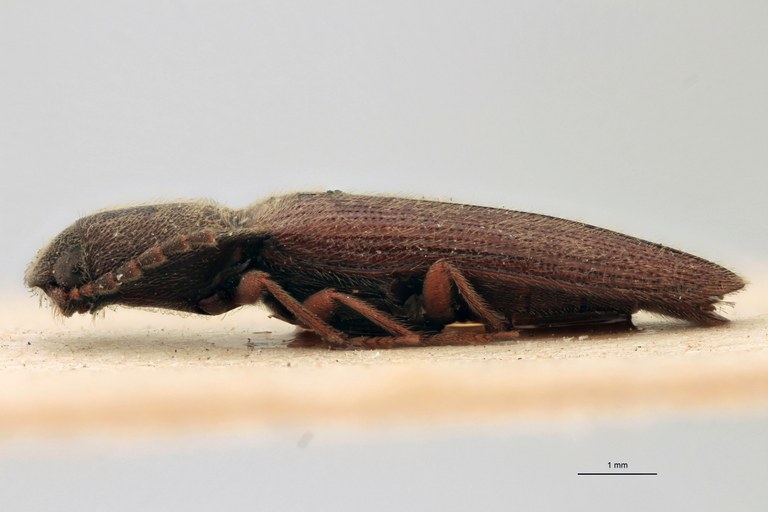 Priopus angusticollis M Lt L.jpg Priopus angusticollis M Lt L.jpg