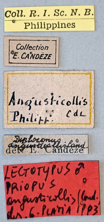 Priopus angusticollis M Lt Labels.jpg Priopus angusticollis M Lt Labels.jpg