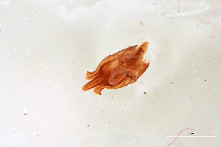 Priopus ardjoenicus M Lt Aedeagus.jpg Priopus ardjoenicus M Lt Aedeagus.jpg